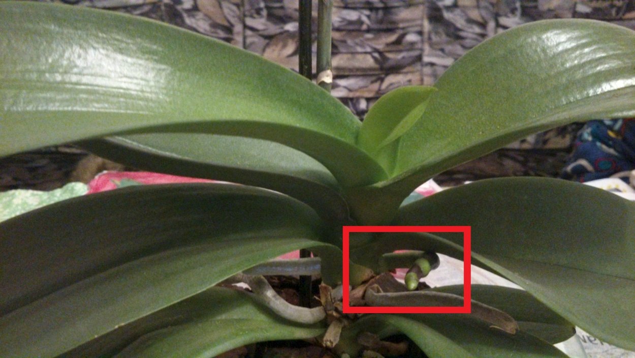 Орхидея фаленопсис корни