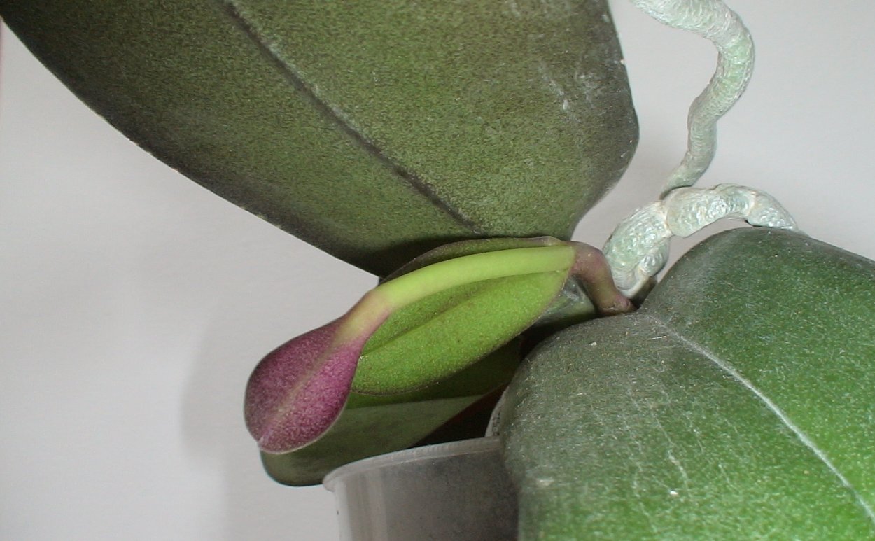 Орхидея фаленопсис цветонос