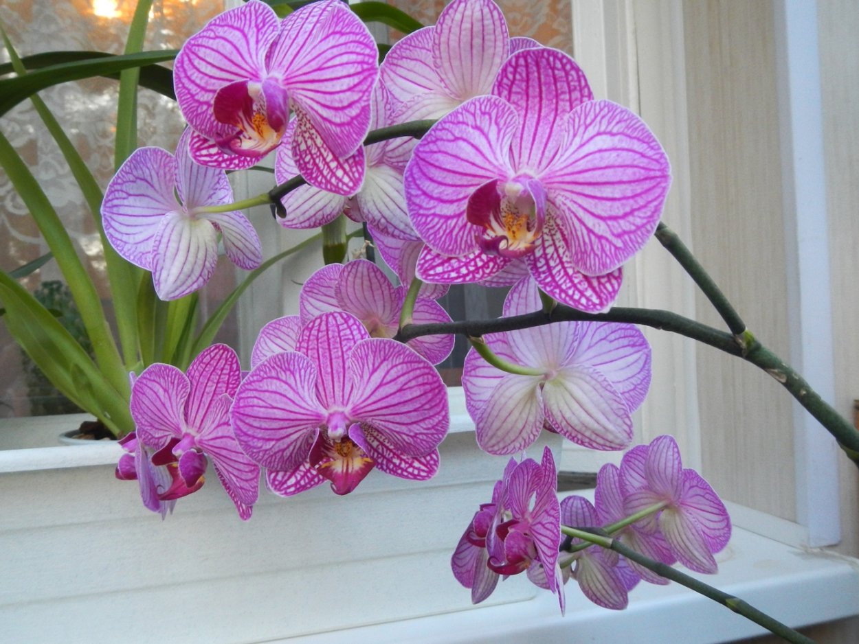 Орхидея Phalaenopsis