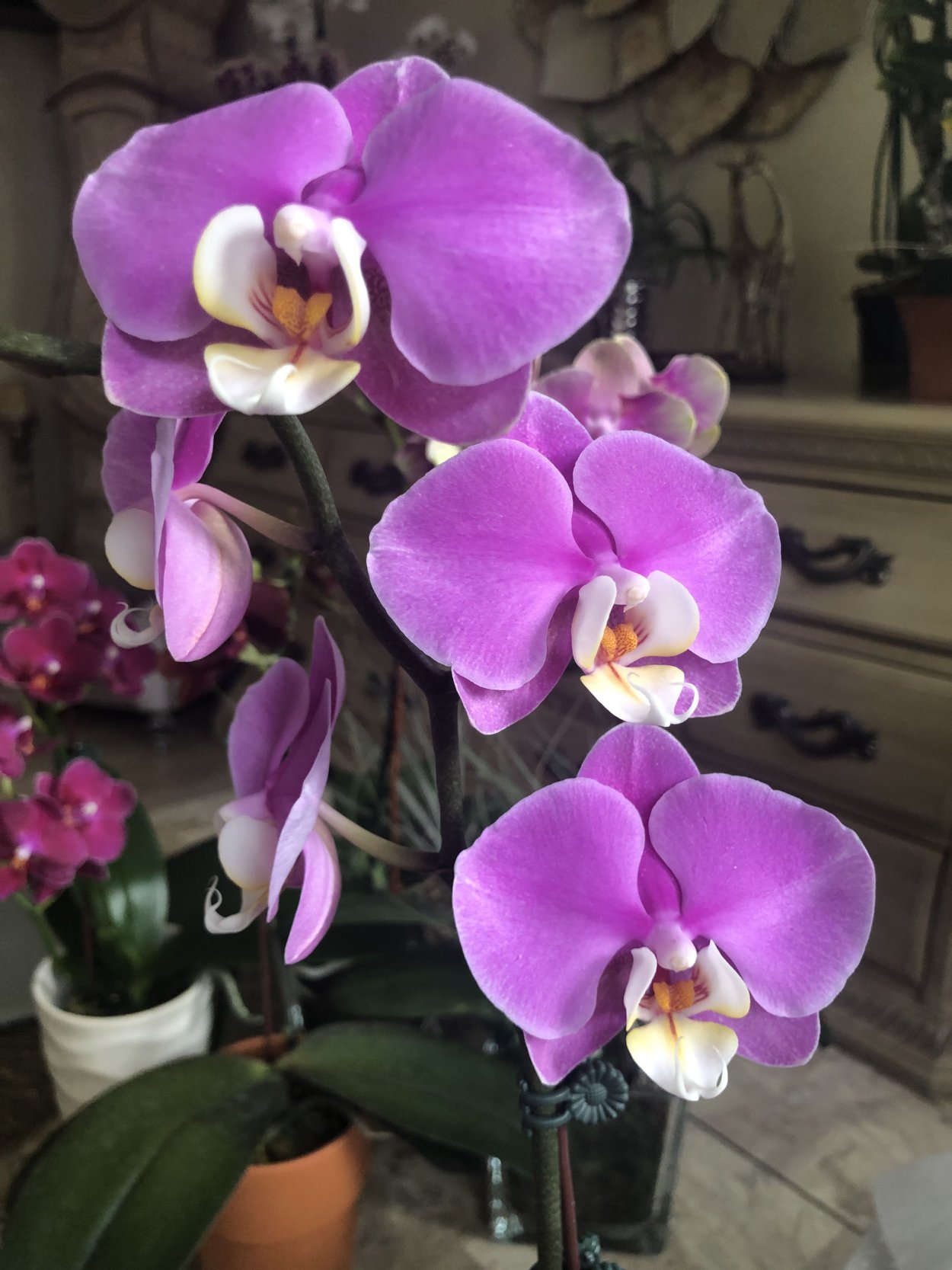 Фаленопсис Tigris