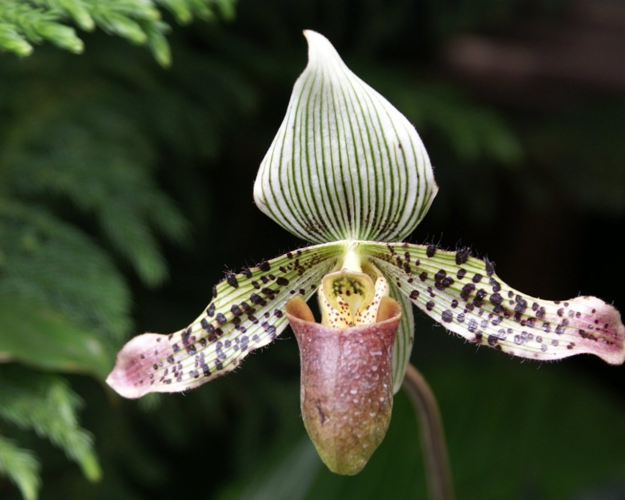 Paph. Victoria-Mariae ---