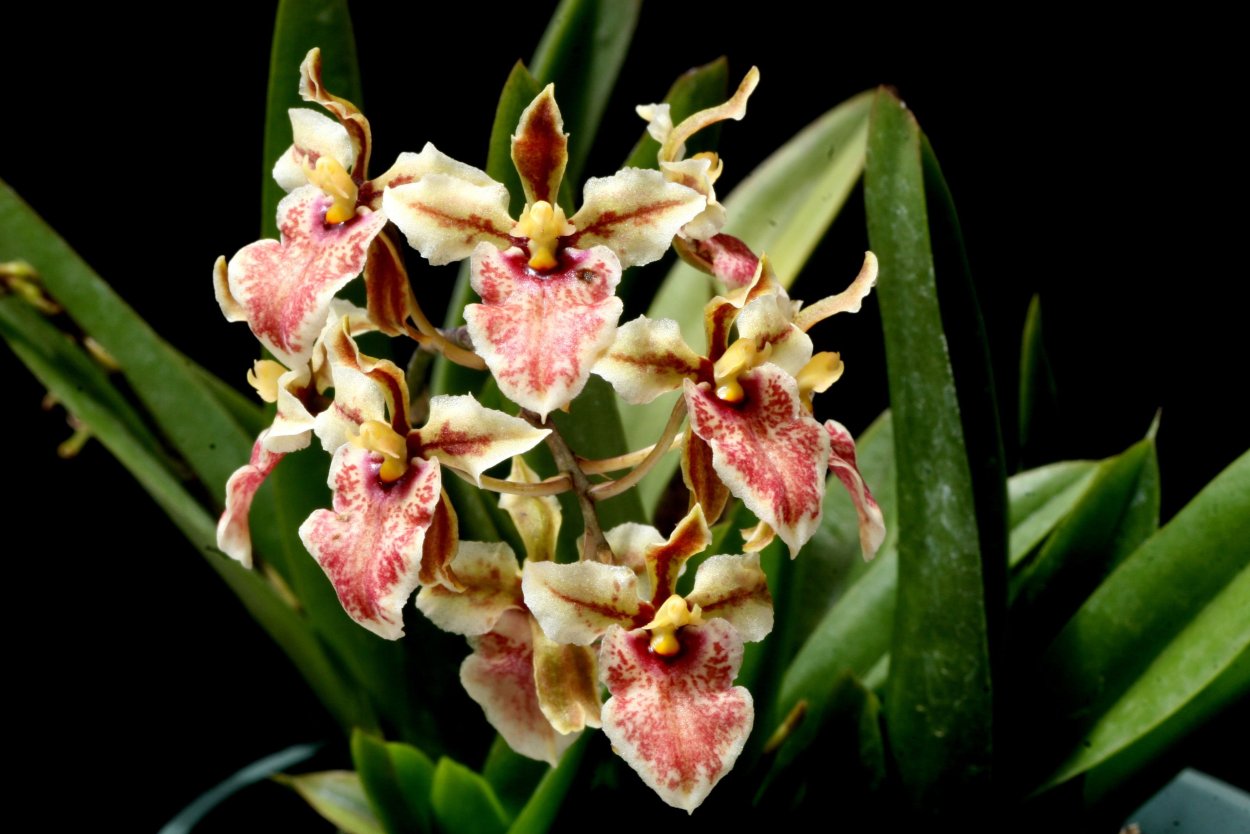 Орхидея Oncidium jonesianum