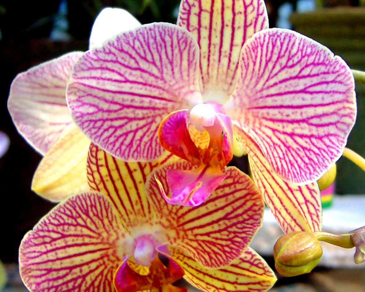 Фаленопсис желтый полосатик