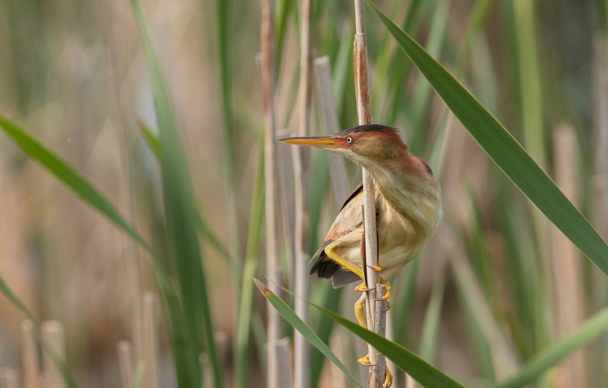 Астраханская выпь