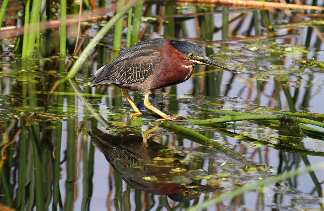 Птицы живущие в камышах