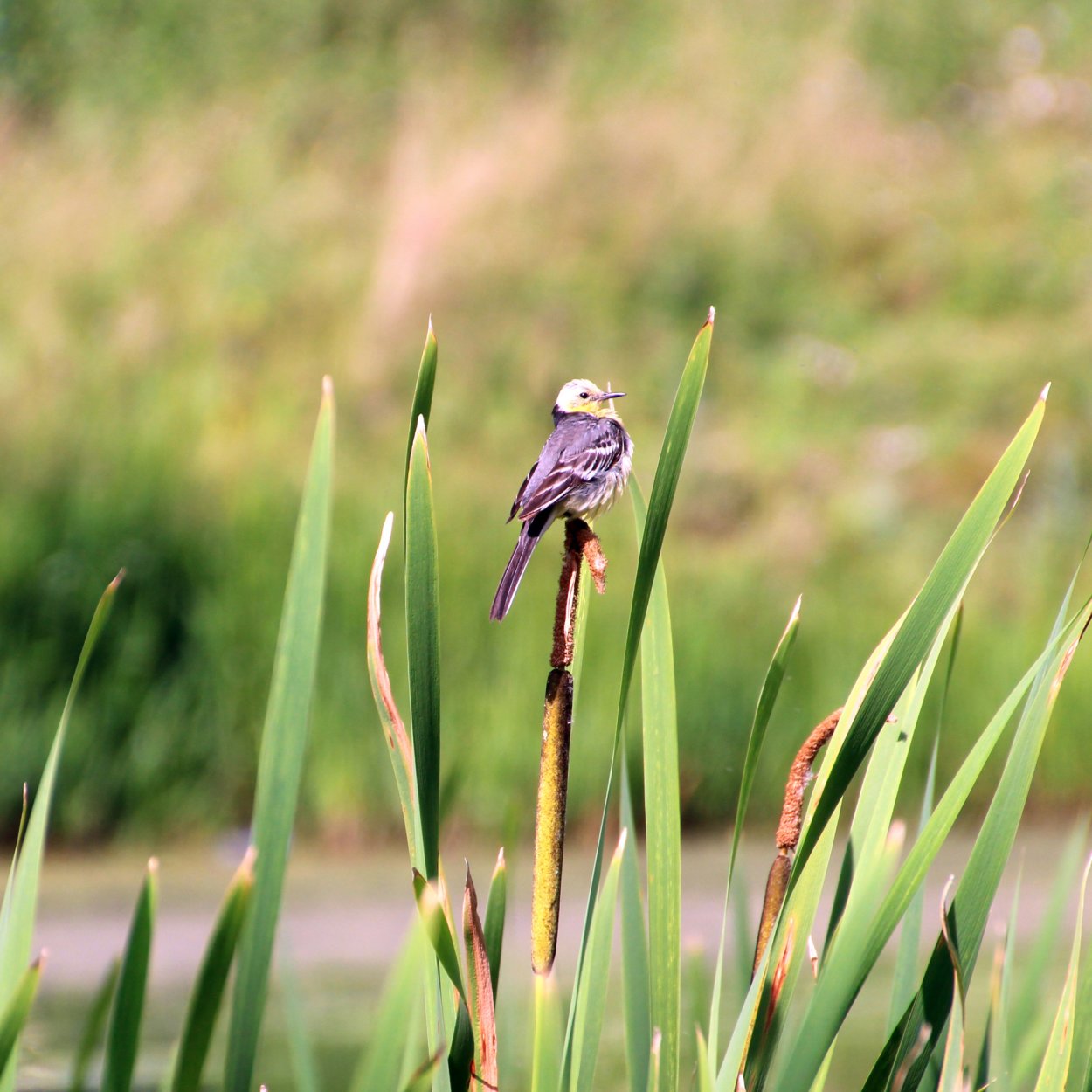 Выпь обыкновенная