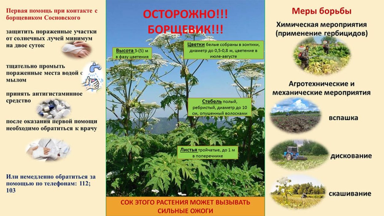 Борщевик ядовитое растение ожоги
