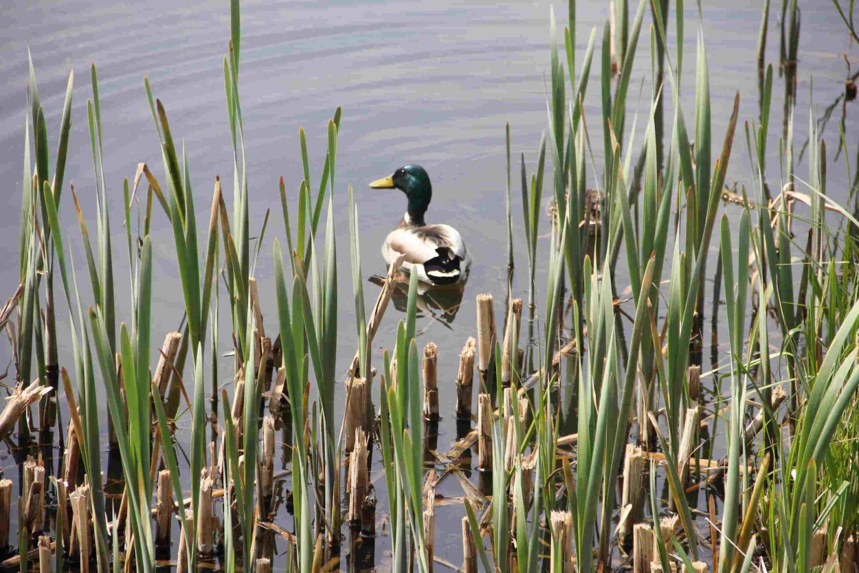 Jan Weenink мир птиц
