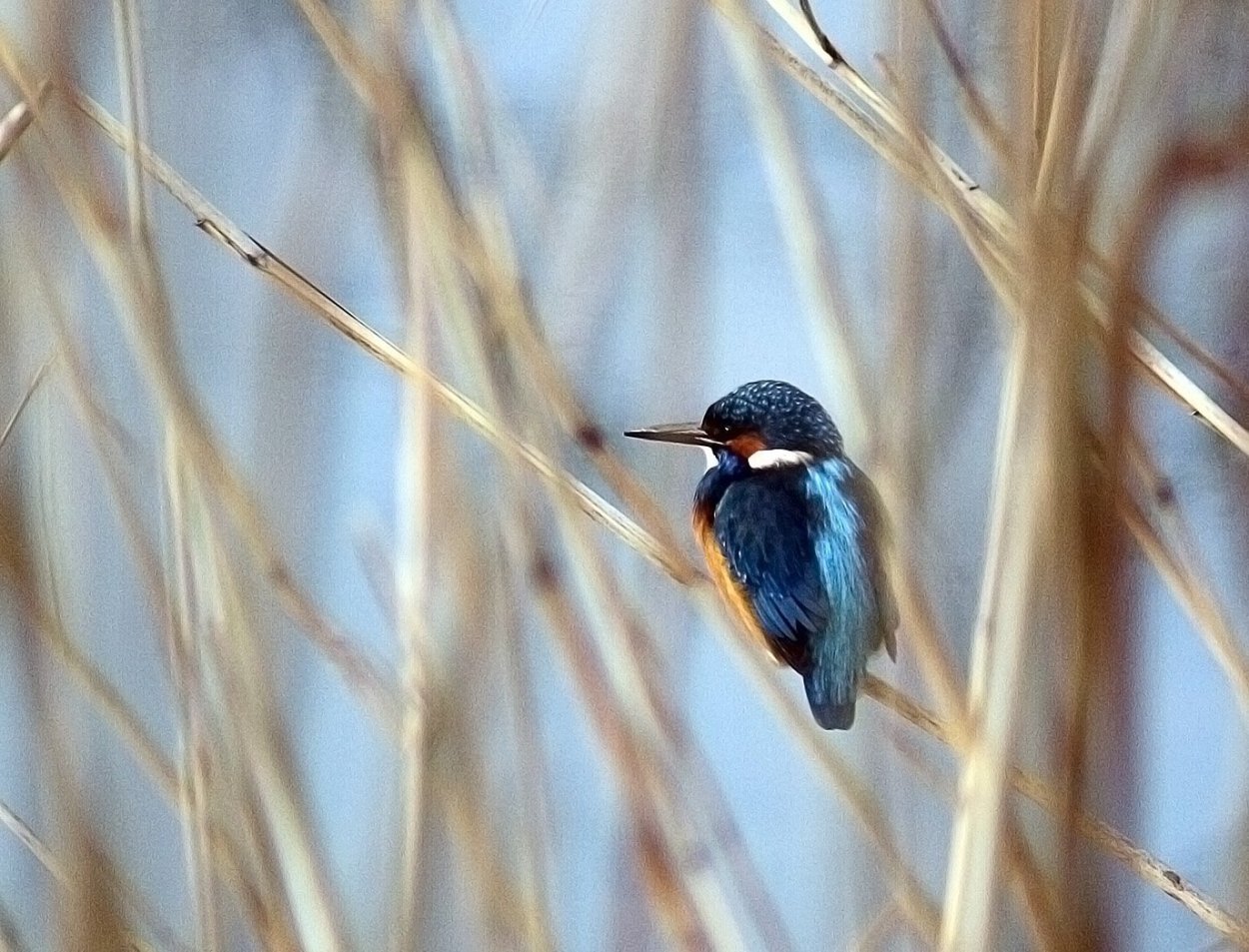 Птица в камышах