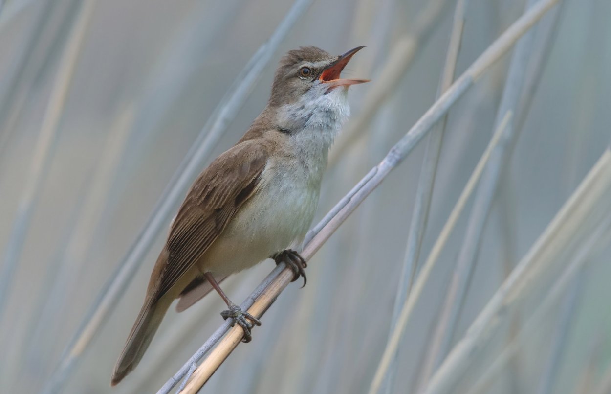 Птицы живущие в камышах
