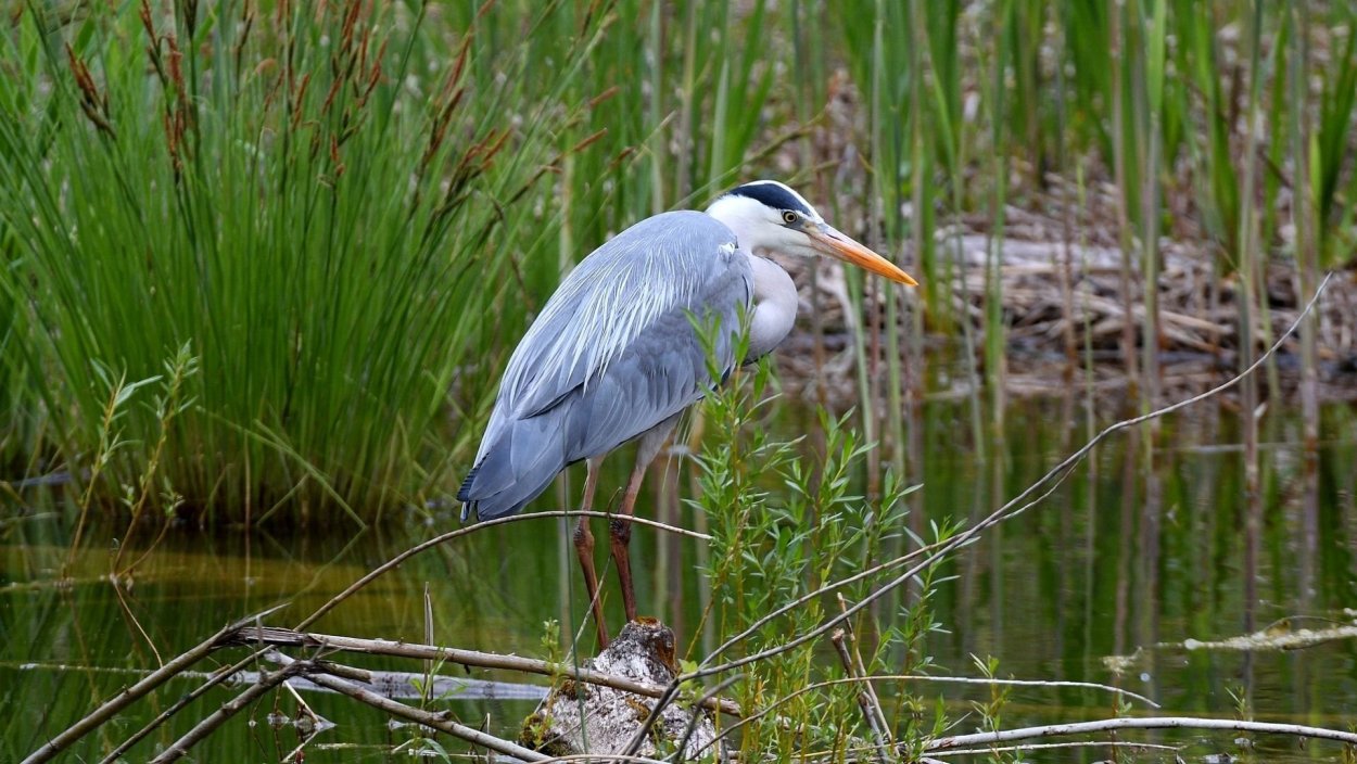 Цапля серая Болотная