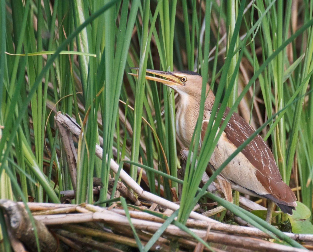Болотная утка Чокас