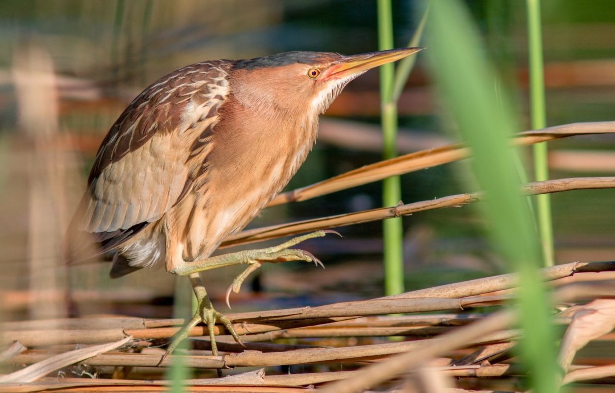 Трафаретная композиция