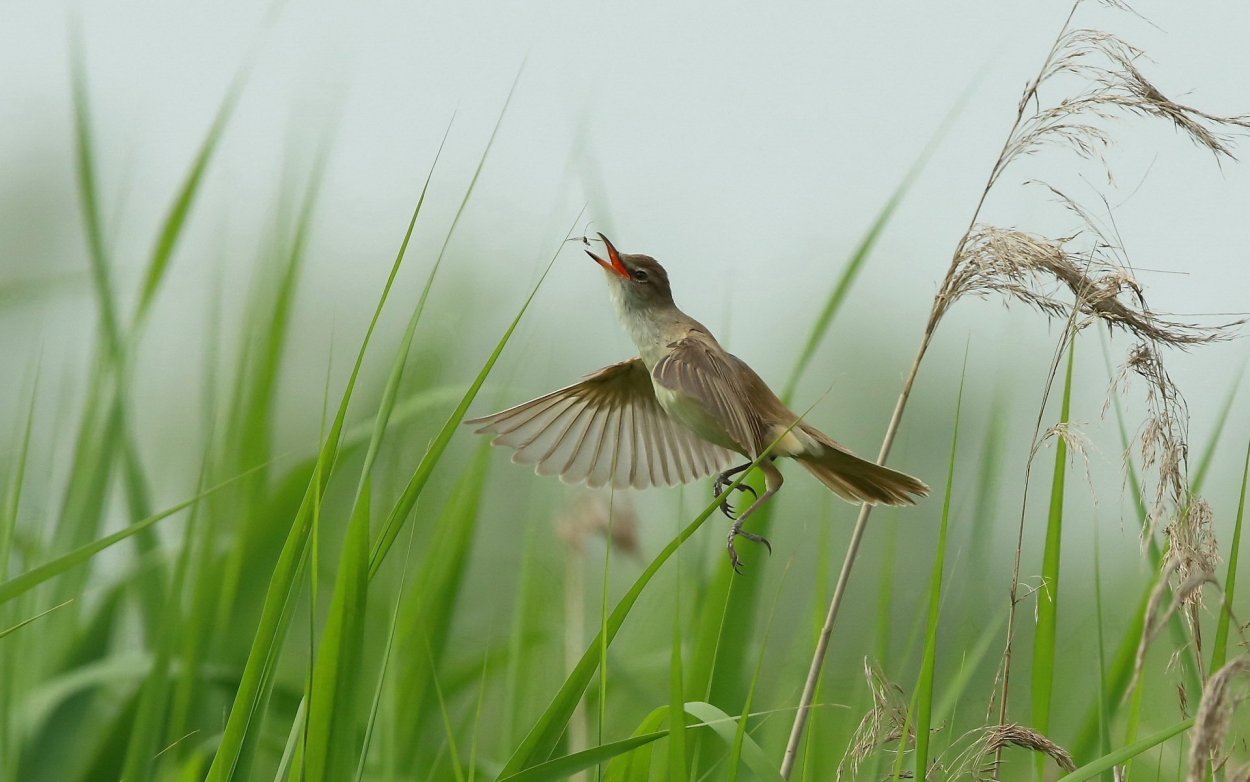 Тростниковая синица