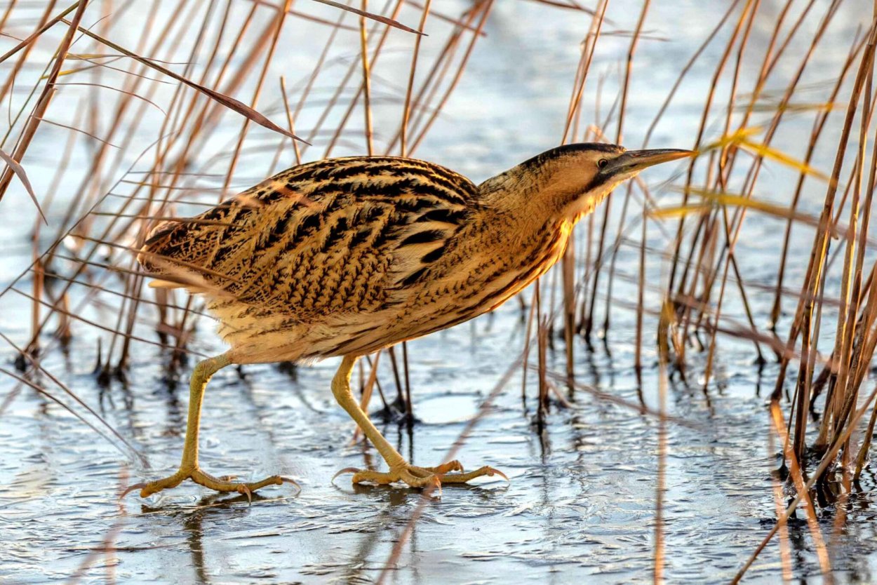 Птица которая прячется в камышах