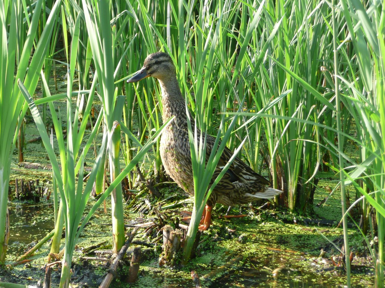 Птичка в камышах
