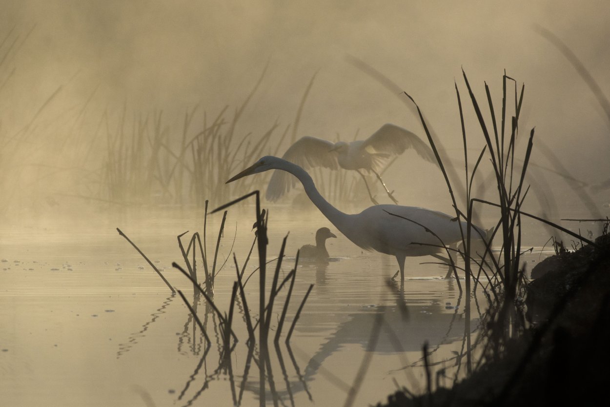Выпь Болотная