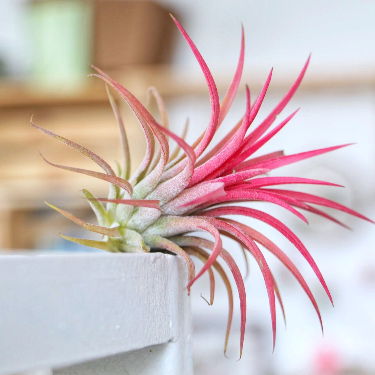 Tillandsia Spray