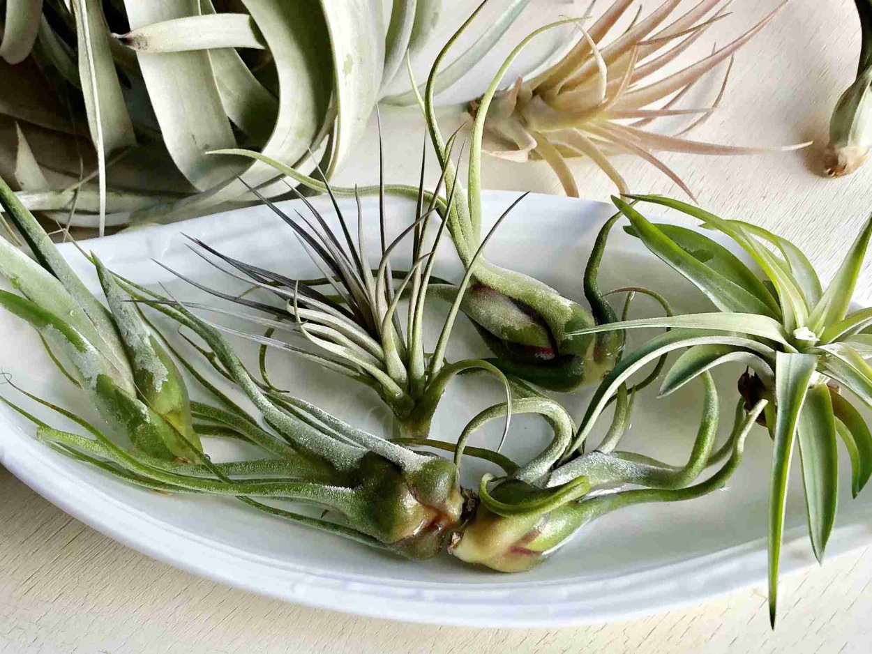 Тилландсия интересные факты