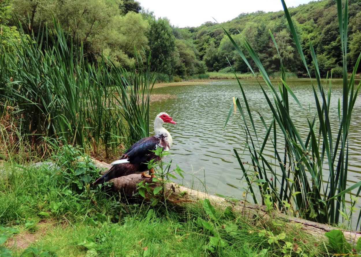 Серая цапля на болоте