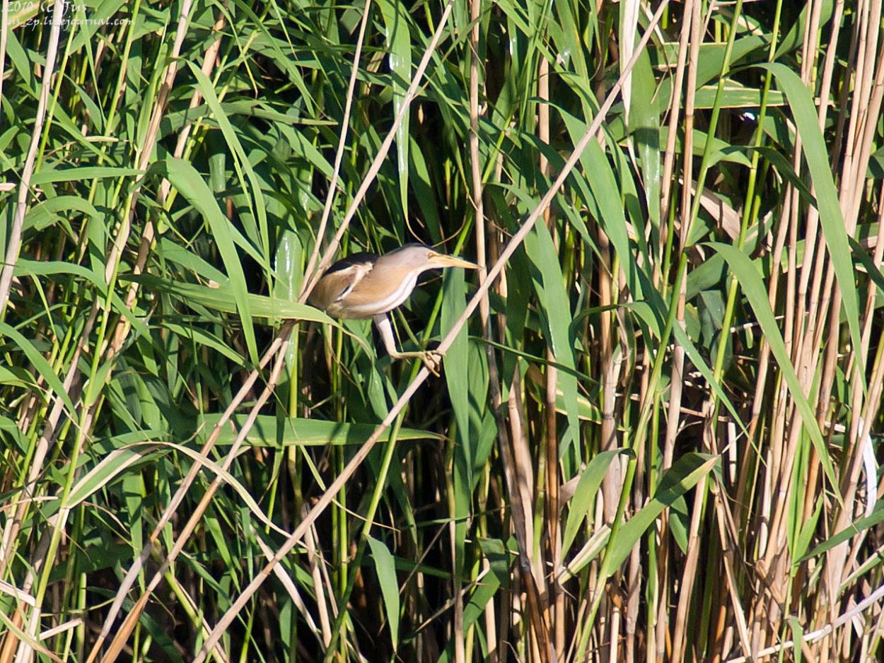 Цапля на болоте
