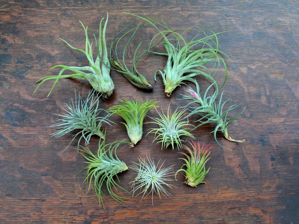 Tillandsia usneoides Тилландсия уснеевидная
