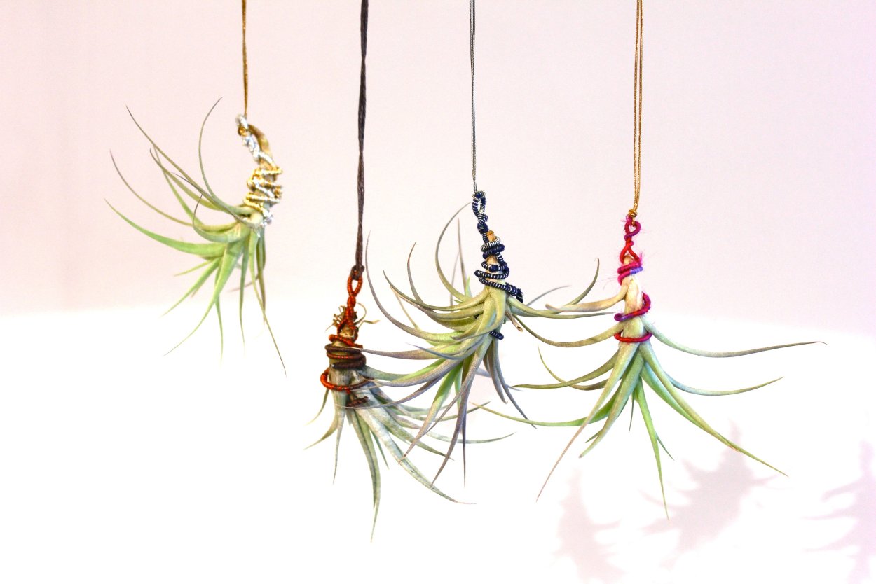 Tillandsia aeranthos в темном фоне