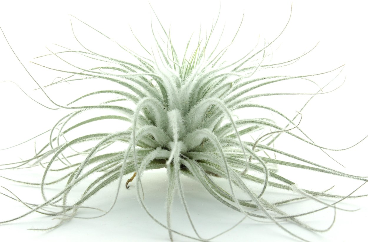 Подставка для тилландсии атмосферной