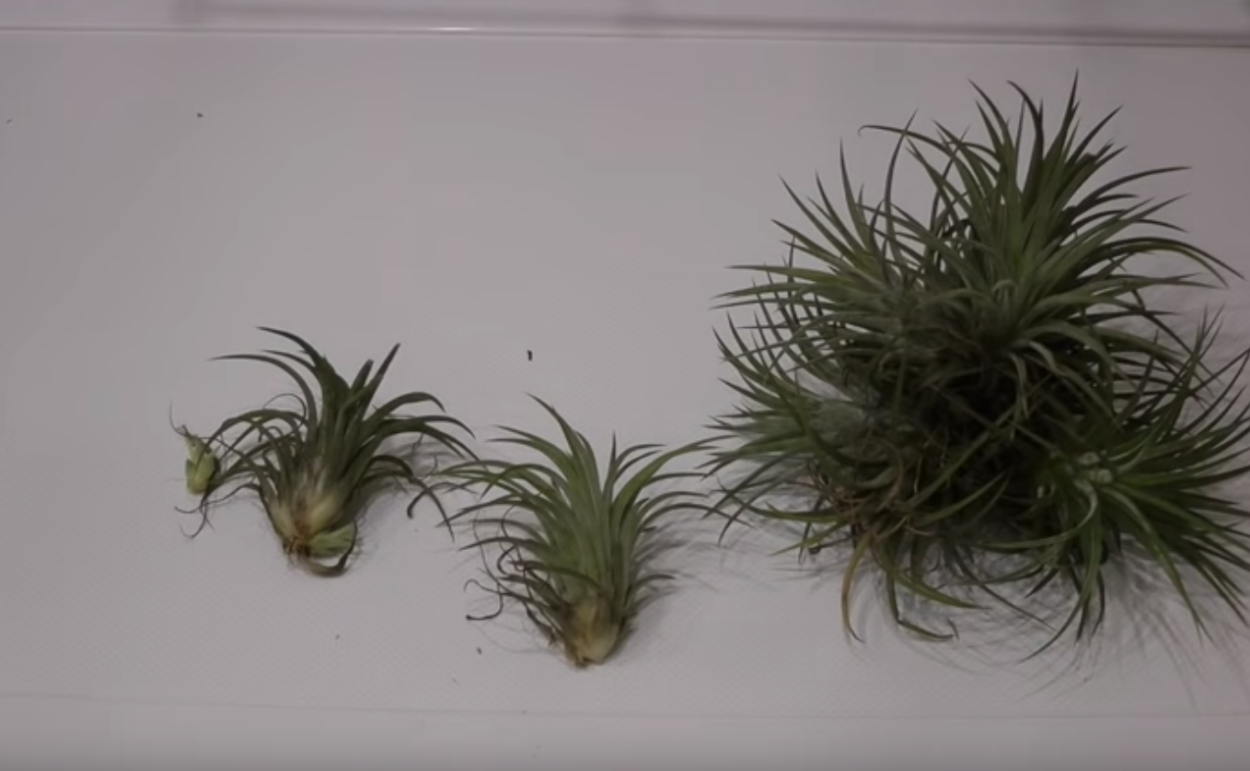 Тилландсия Ионанта руд