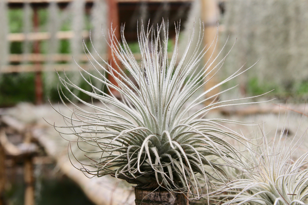 Тилландсия атмосферная посадка