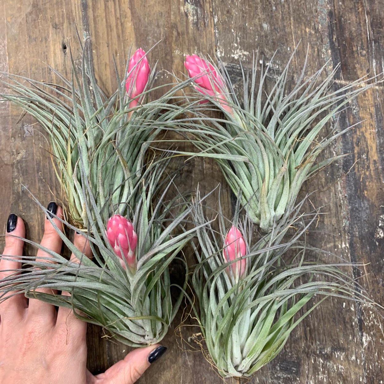 Тилландсия атмосферная