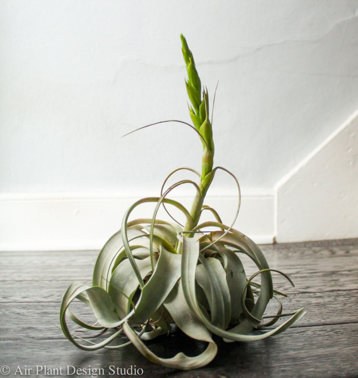 Тилландсия bulbosa