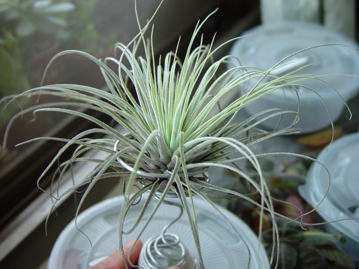 Тилландсия Бейли