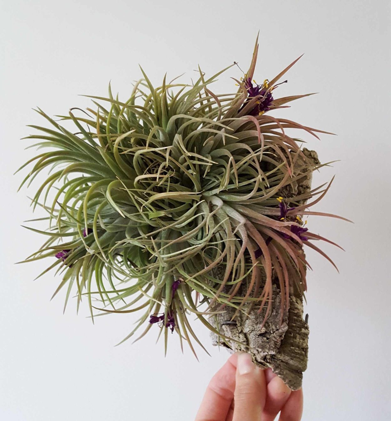 Тилландсия Анита