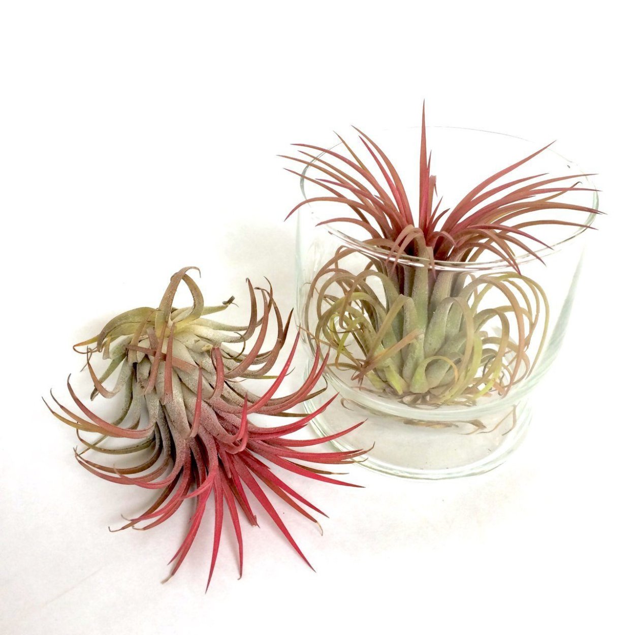 Тилландсия Хьюстон