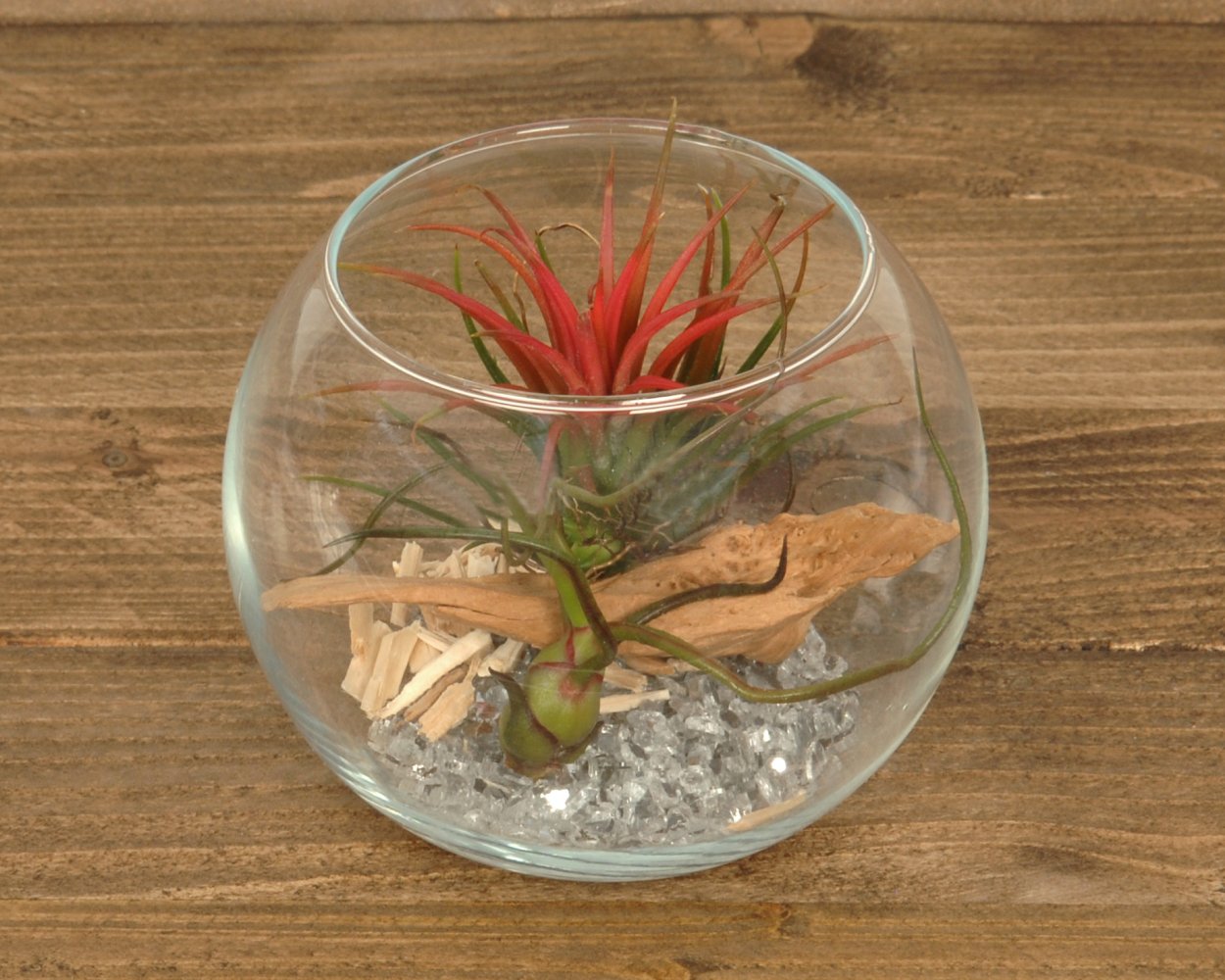 Тилландсия kammii