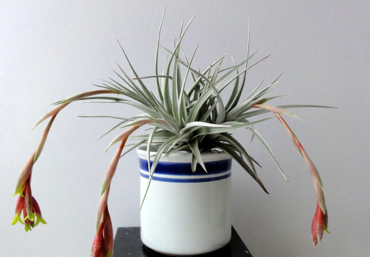 Тилландсия микс аэрплантс