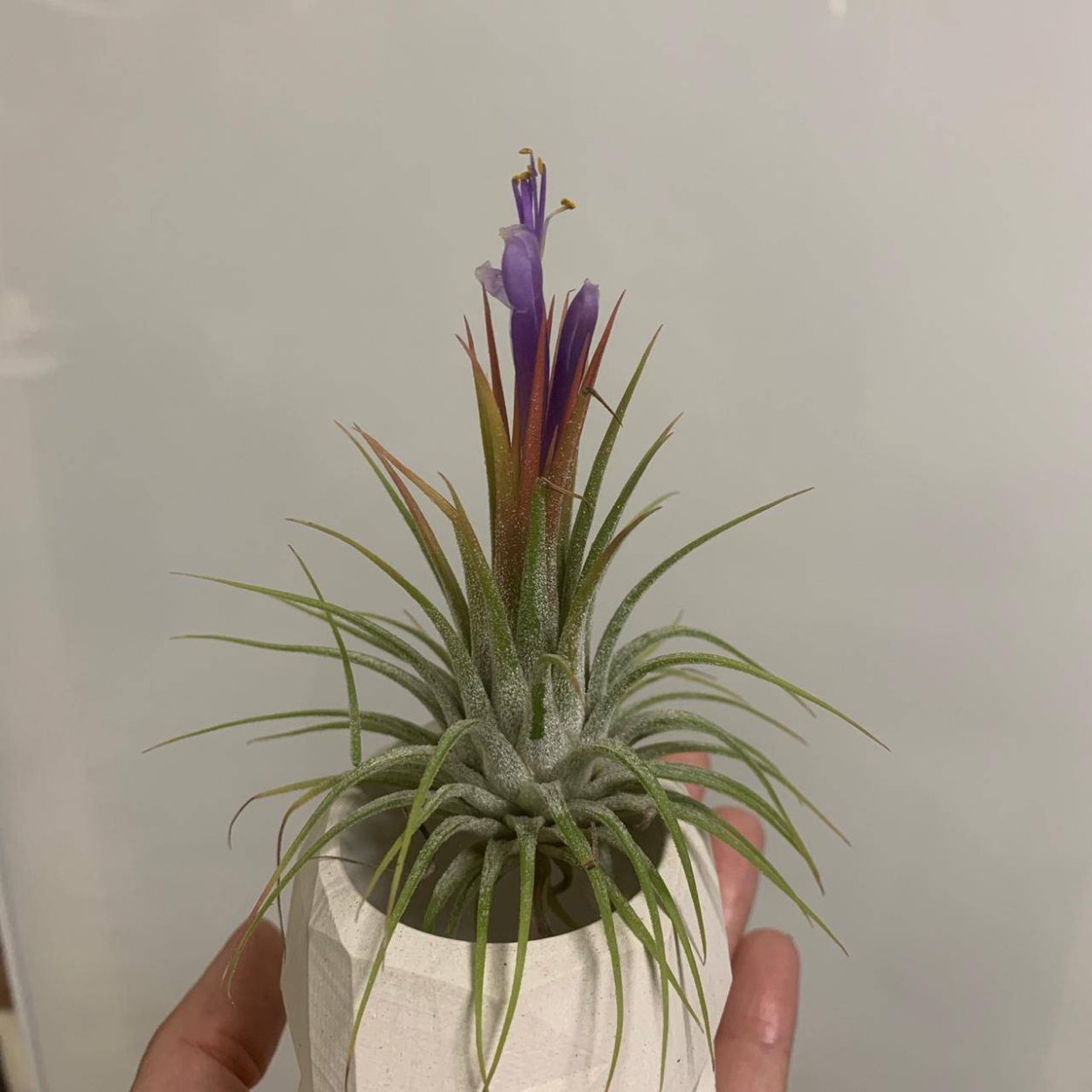 Тилландсия эпифитная