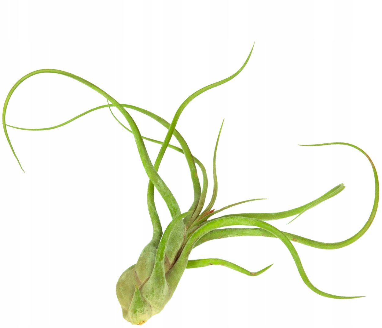 Растение без корней Тилландсия