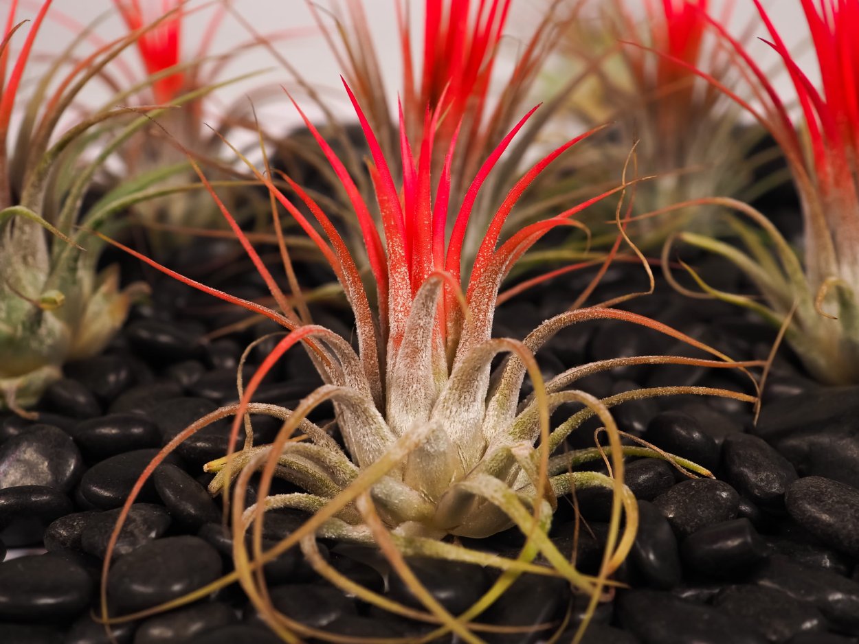 Тилландсия атмосферная микс