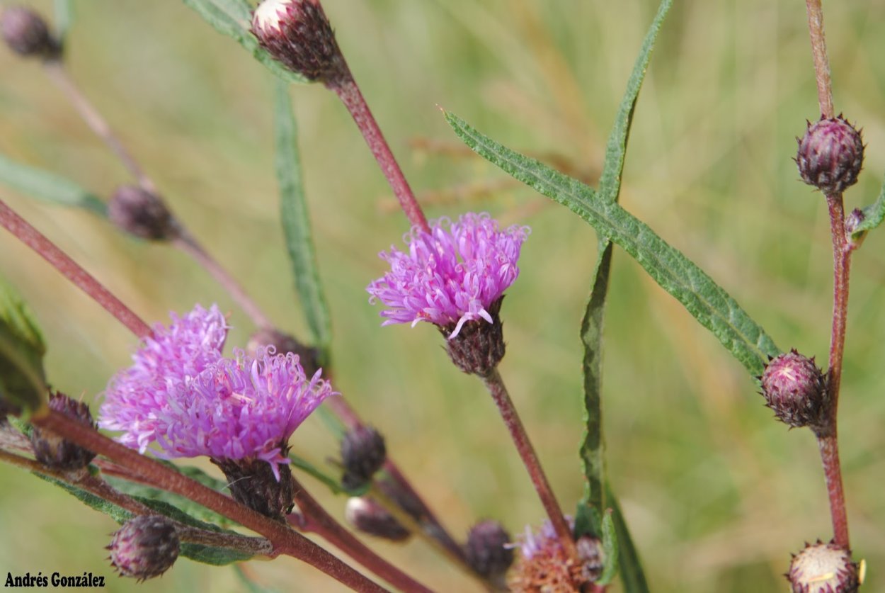 Трава Верония Бухарская