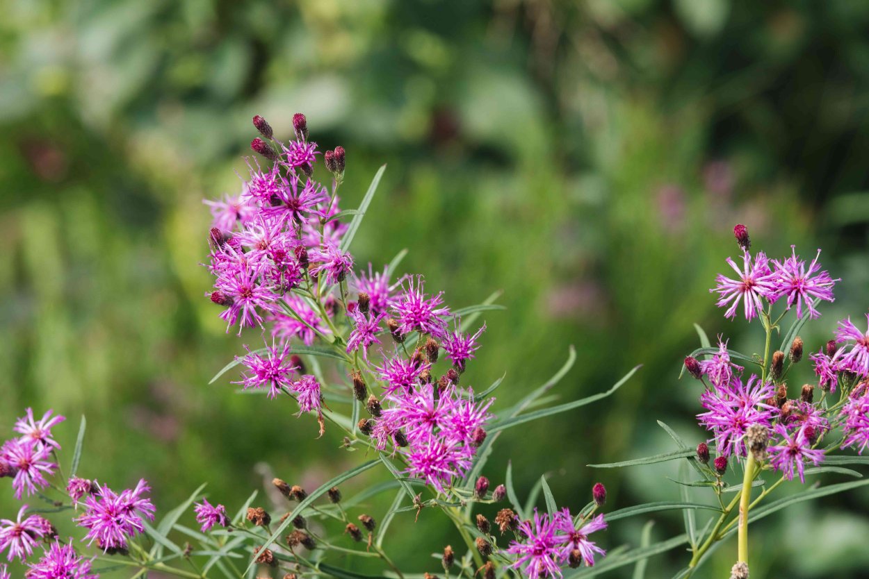 Вернония пепельная