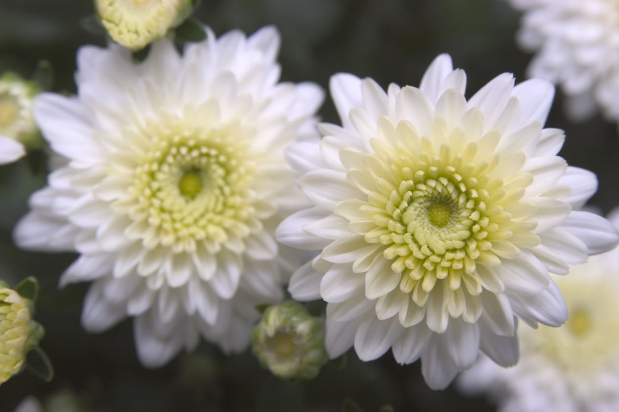 Хризантема Veronica