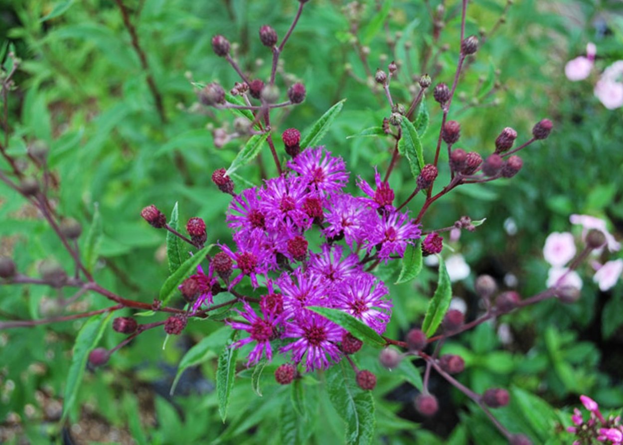 Vernonia crinita