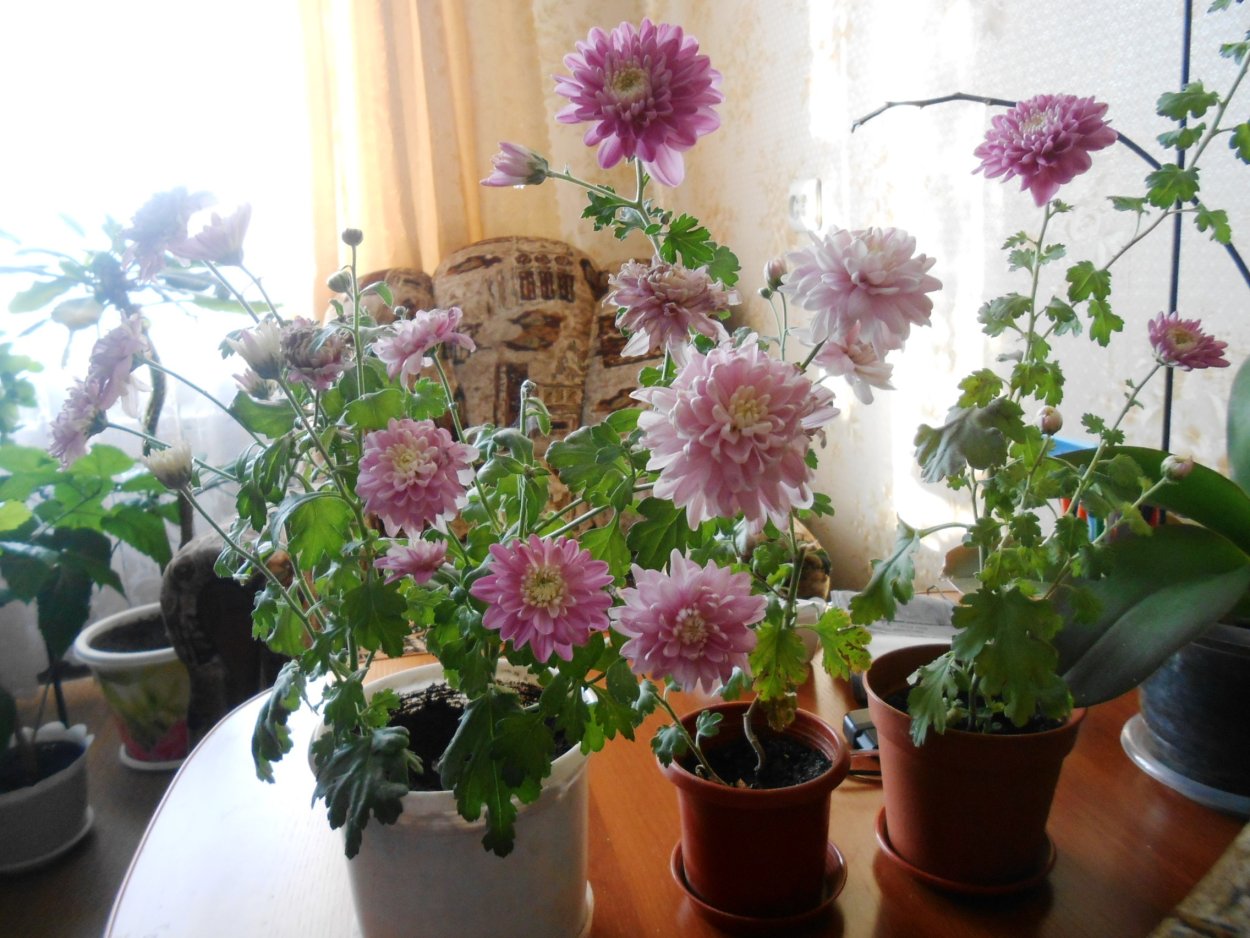 Семена хризантемы комнатной