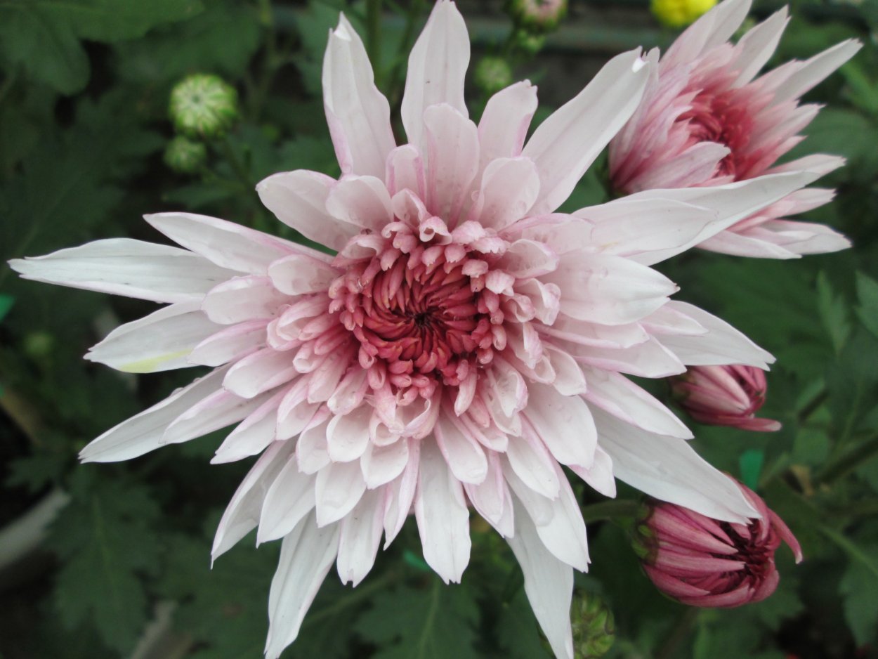 Георгина Striped Emory Paul