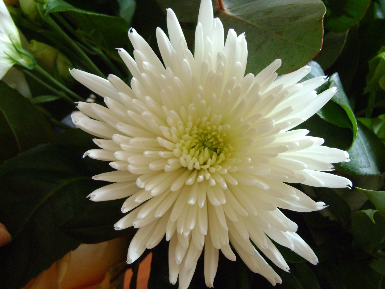 Хризант 1 апреля