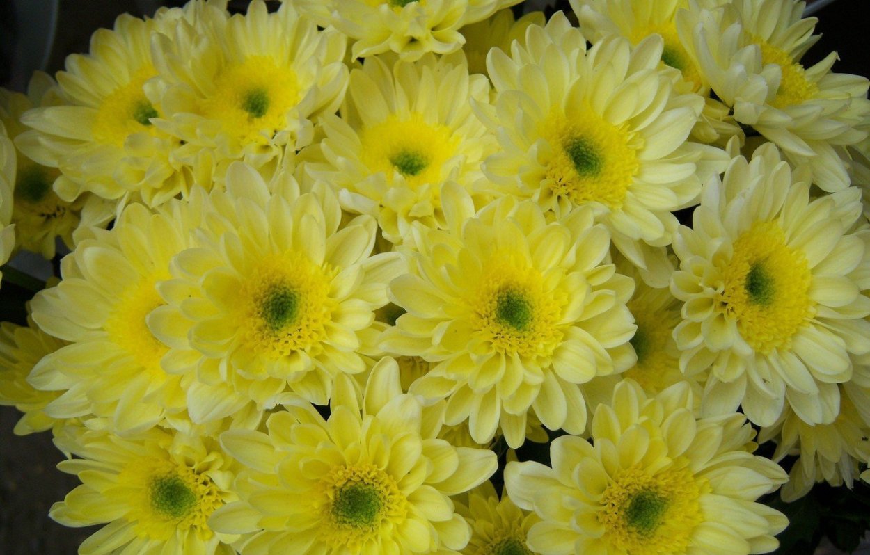Хризантема Лимончелло