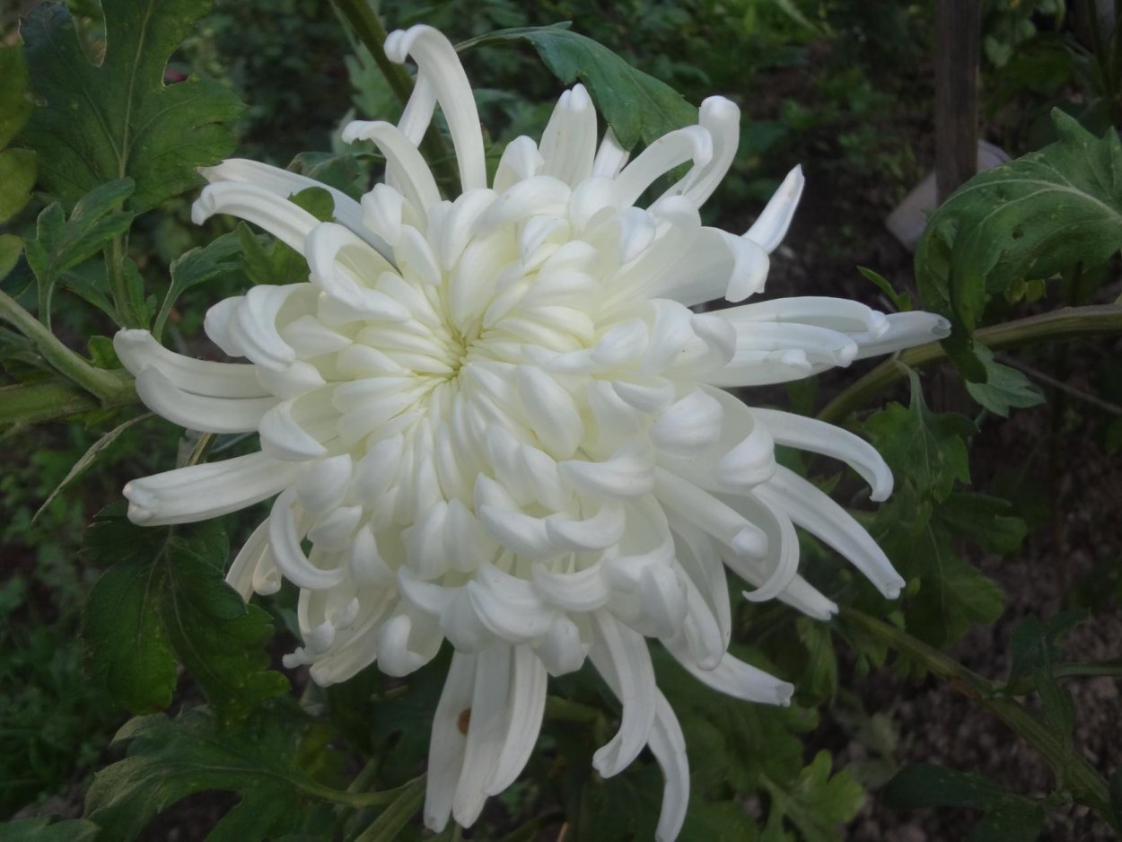 Частные коллекции хризантем