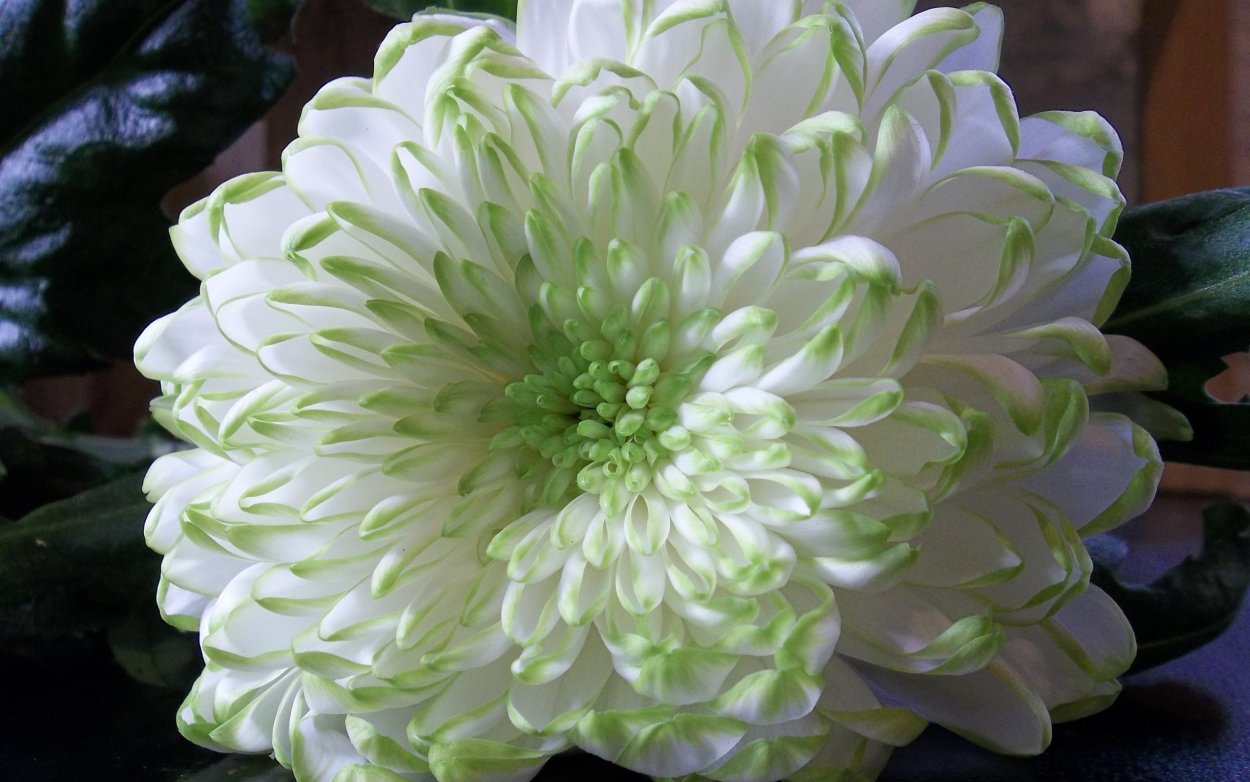 Хризантема одноголовая Зембла